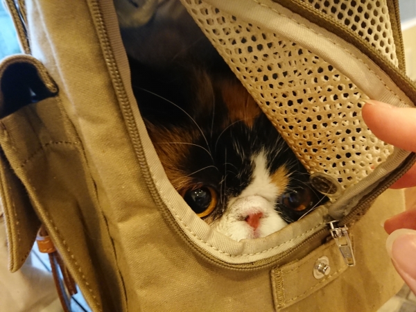 exotic_shorthair_pansy