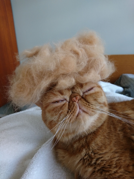 cat_hat_fallen_hairs