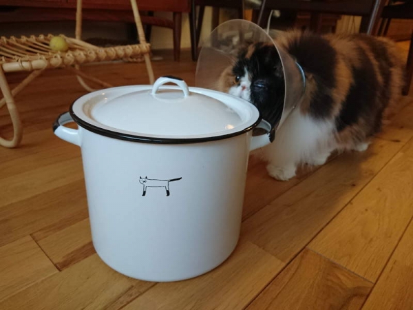 cat_toilet_bucket