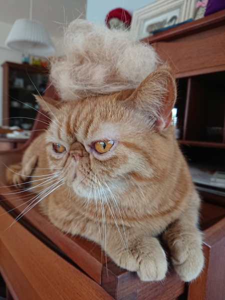 cat_hat_fallen_hairs